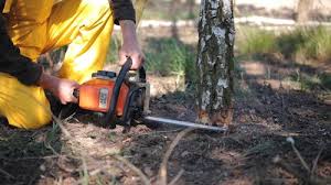 How Our Tree Care Process Works  in  Mobile, AL