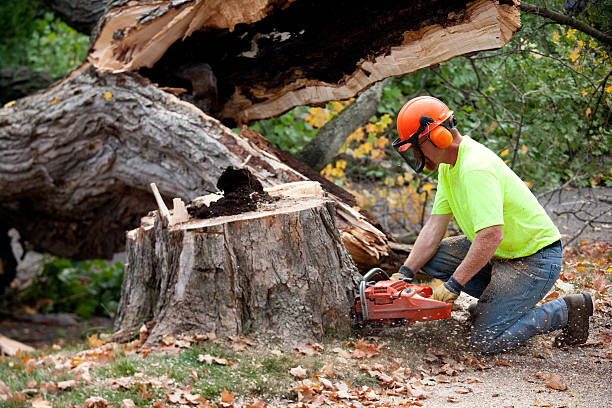 Best Tree Health Inspection  in Mobile, AL