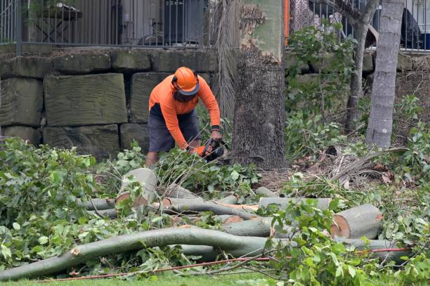 Professional Tree Care Services in Mobile, AL